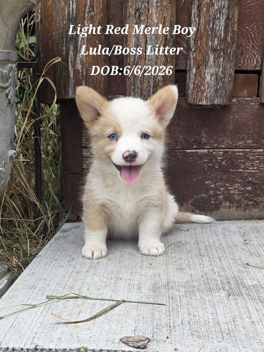 Gorgeous Corgi Puppies! Lifetime Health Guaranteed!