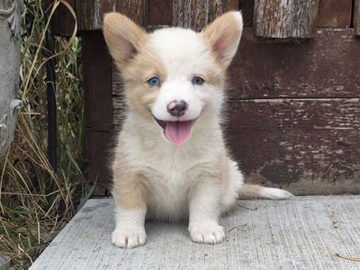 Gorgeous Corgi Puppies! Lifetime Health Guaranteed!
