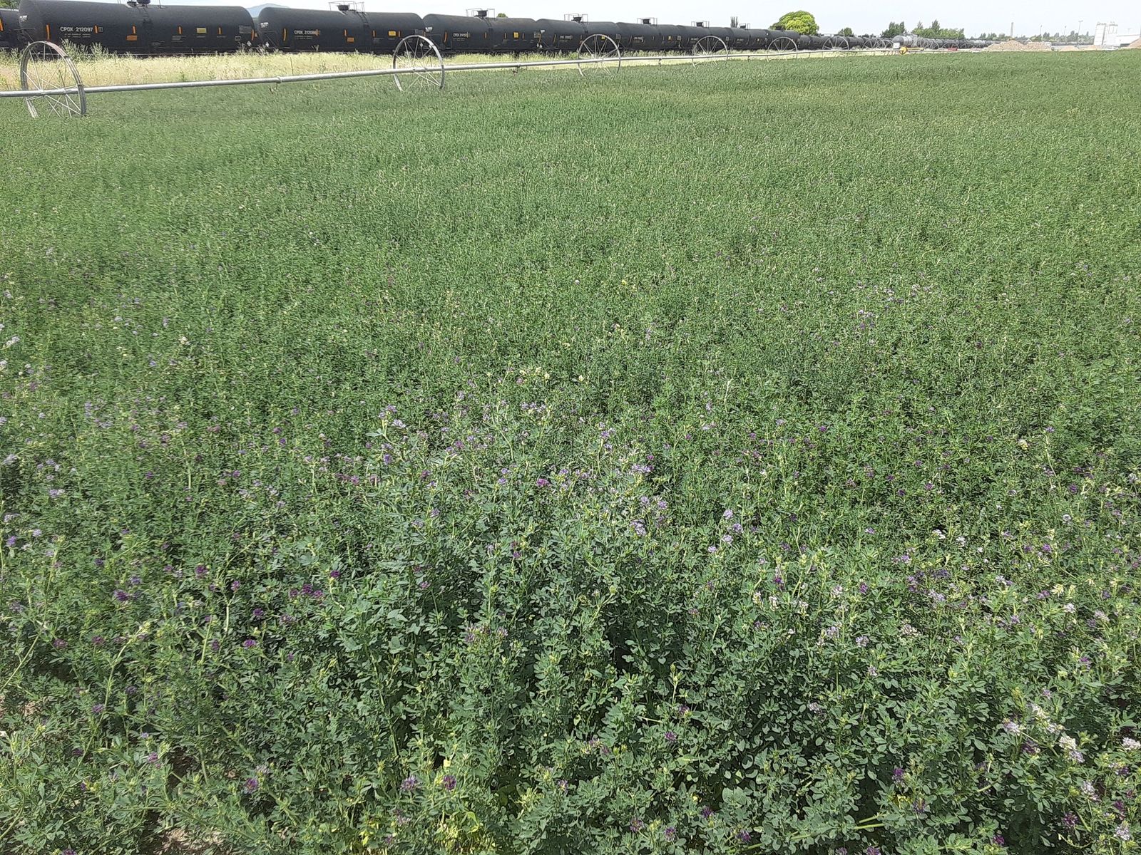 New 1st Crop Alfalfa