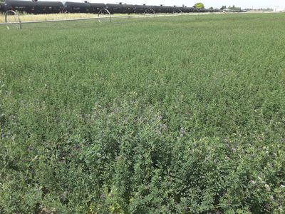 New 1st Crop Alfalfa