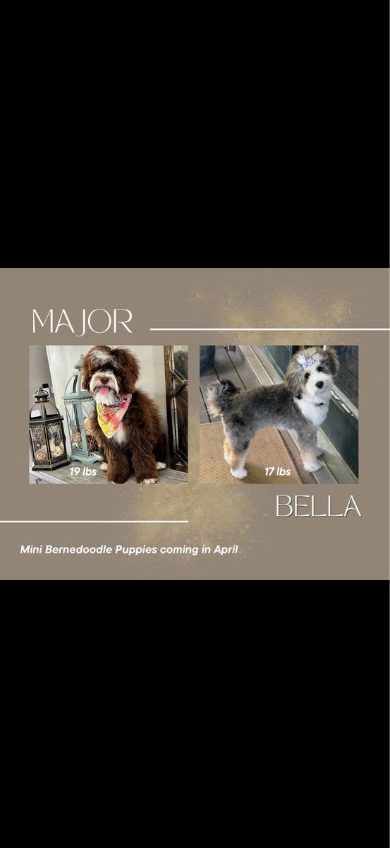 Gorgeous Micro Bernedoodles