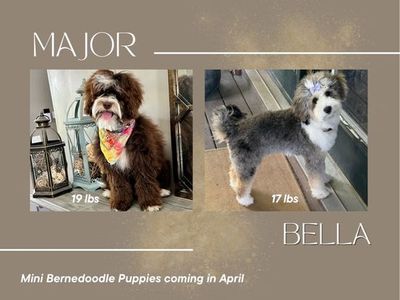 Gorgeous Micro Bernedoodles