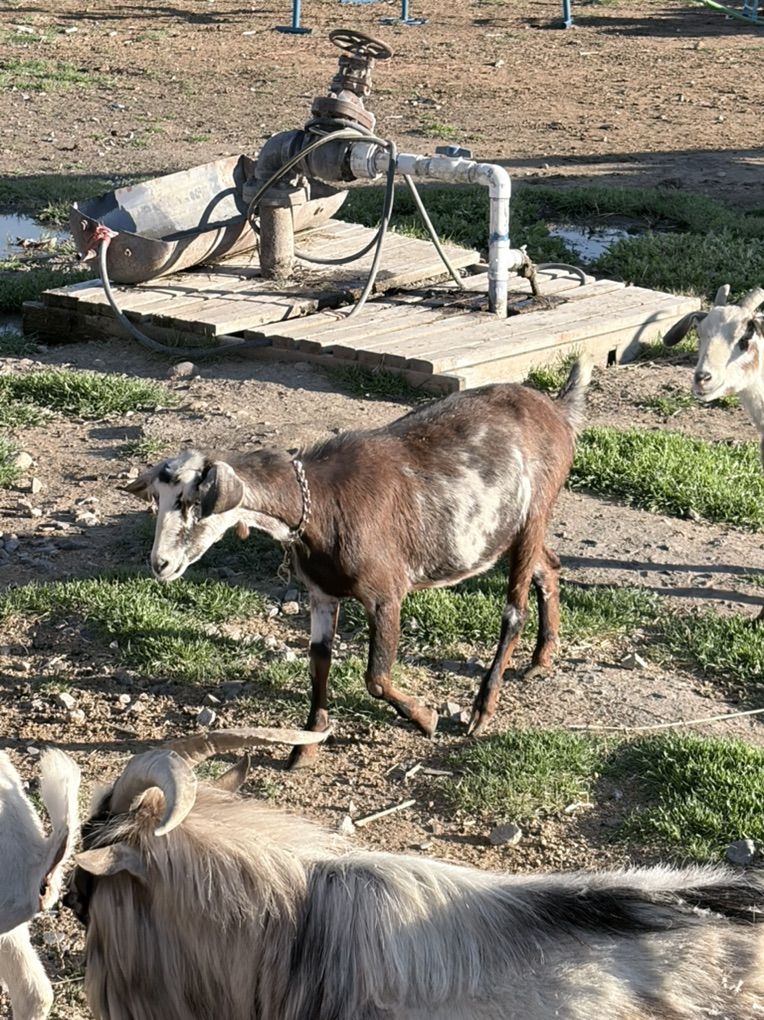 Nubian Nigerian Cross -Exposed