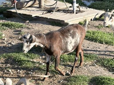 Nubian Nigerian Cross -Exposed