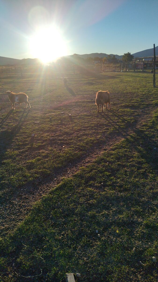 3 pure bred Nigerian Dwarf Billy's