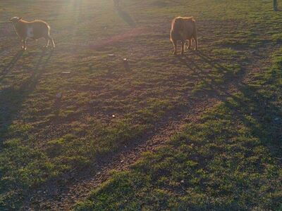 3 pure bred Nigerian Dwarf Billy's