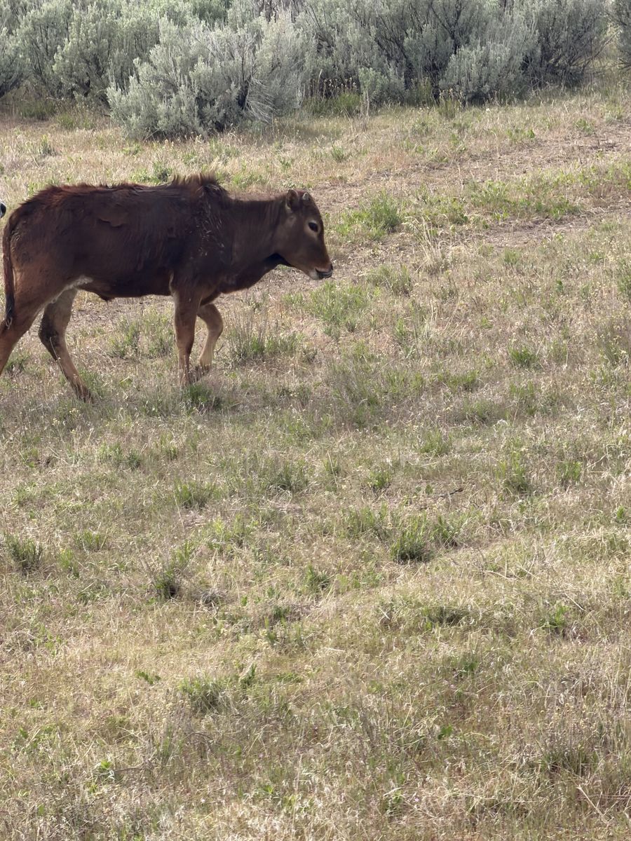 Zebu bull calf