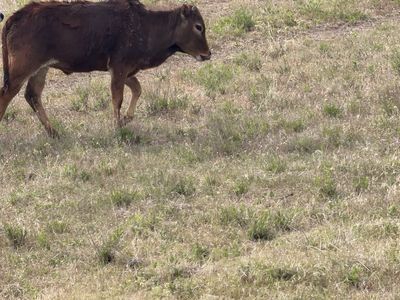 Zebu bull calf