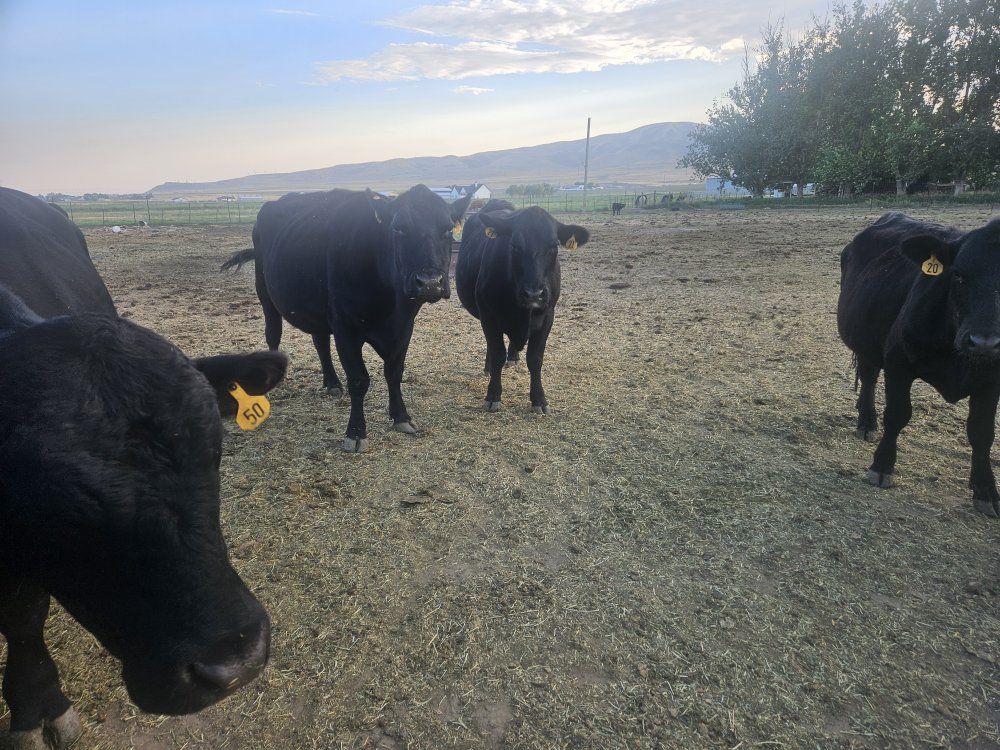 pregnant black angus cows