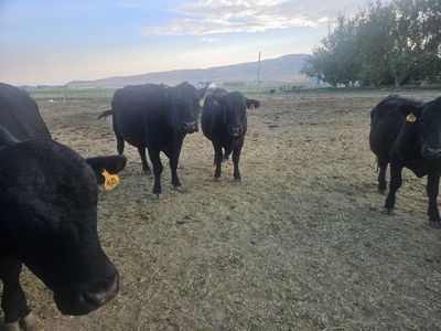 pregnant black angus cows