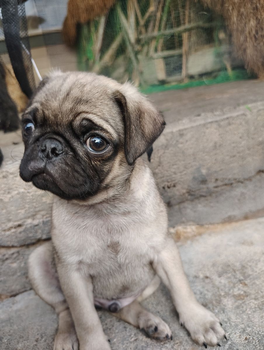 Pure Pug Puppies for Sale
