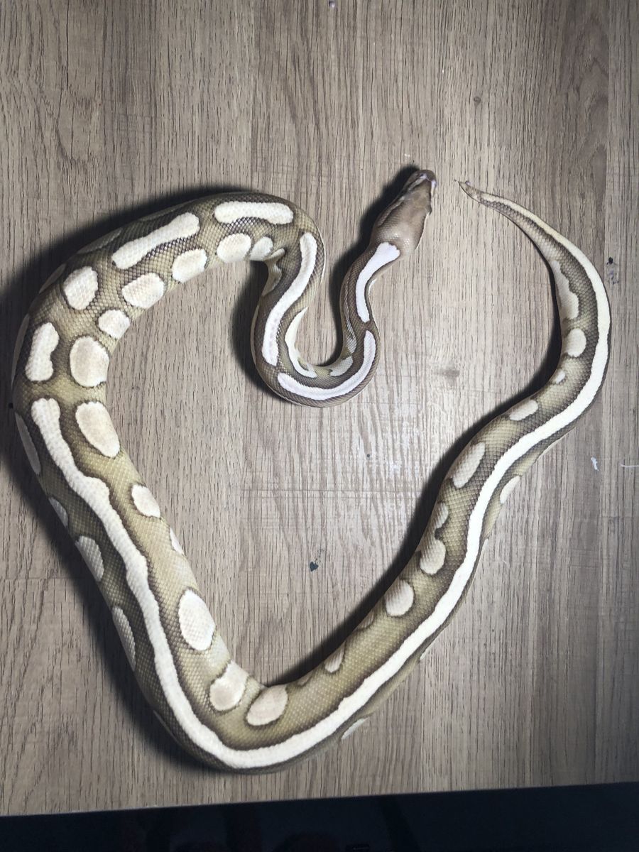 Ball python (read description)
