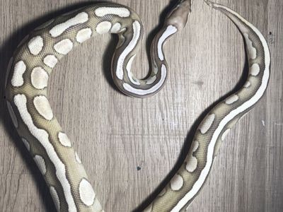 Ball python (read description)