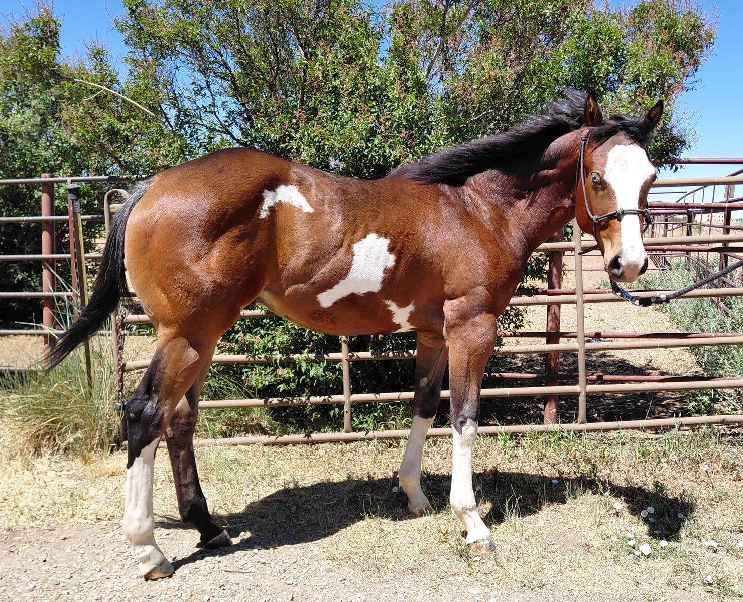 2025 APHA  not gelded yet colt