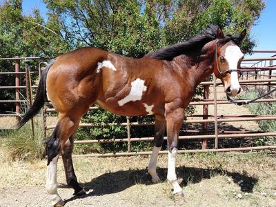 2025 APHA not gelded yet colt