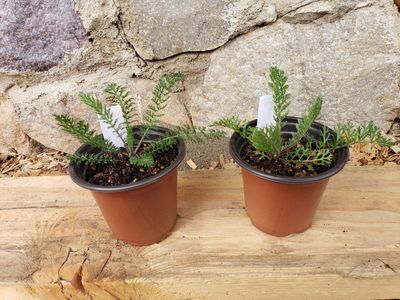 Young Yarrow Plants