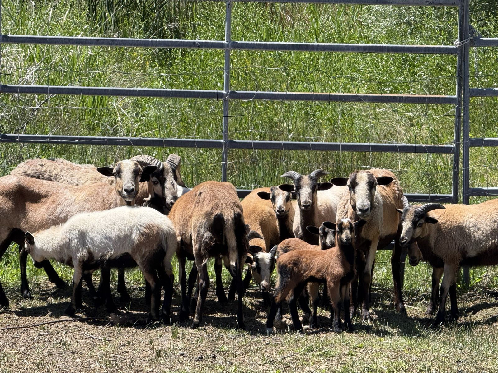 Black belly/Barbados Sheep for sale