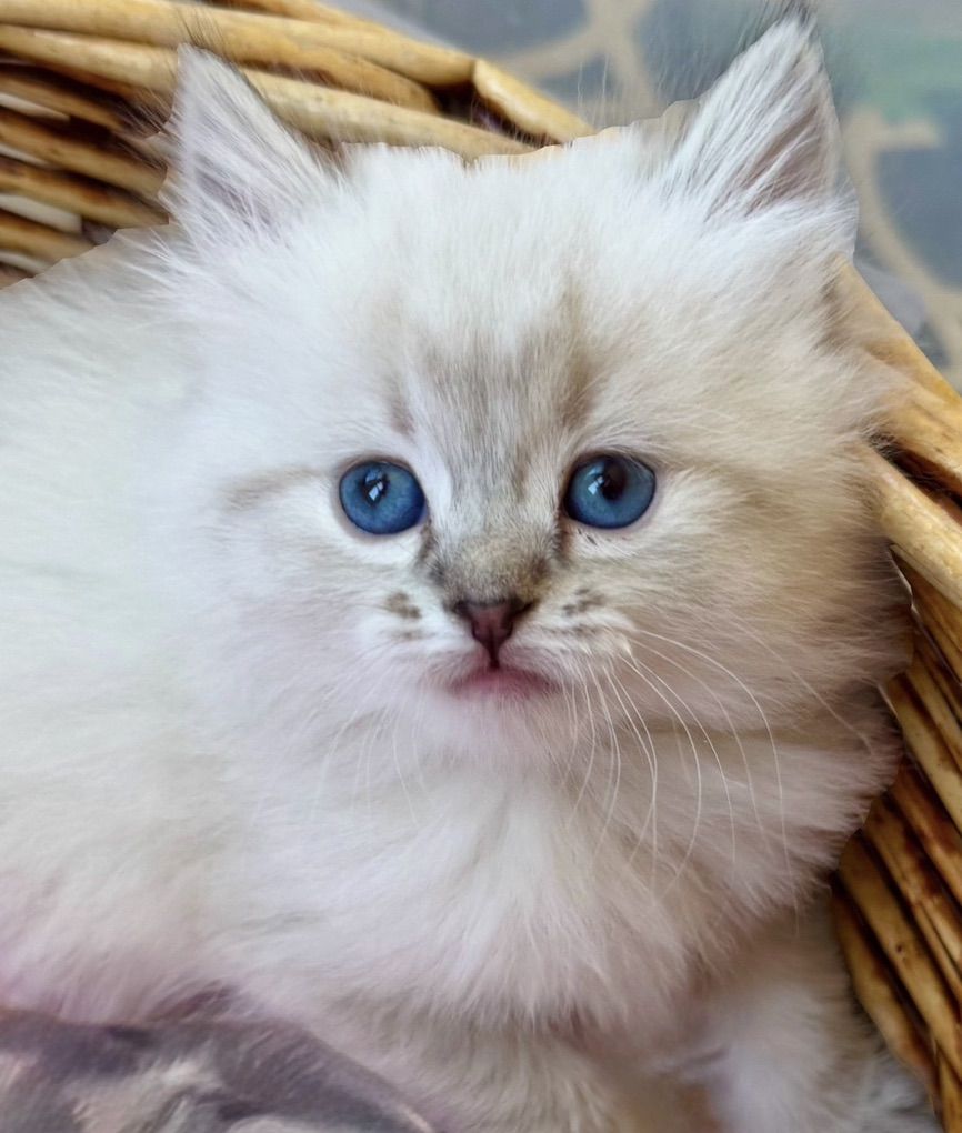 SWEESTEST/Gorgeous 7 week Blue lynx Ragdoll female (Stays Tiny)LESS Allergenic/Sheds LESS