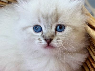 SWEESTEST/Gorgeous 7 week Blue lynx Ragdoll female (Stays Tiny)LESS Allergenic/Sheds LESS