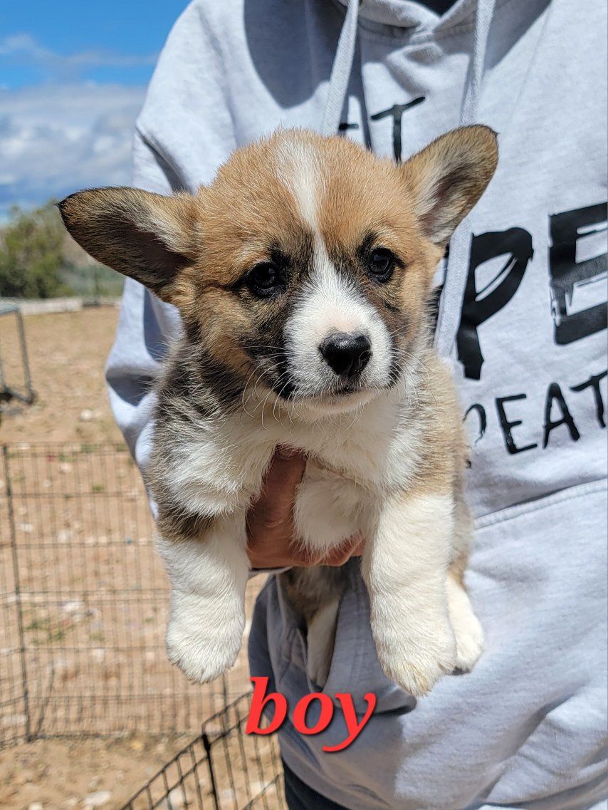 AKC CORGIS