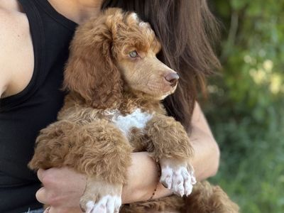 AKC Standard Poodle Puppies