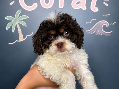 Adorable mini/toy cockapooPuppies Looking for Their Forever Homes