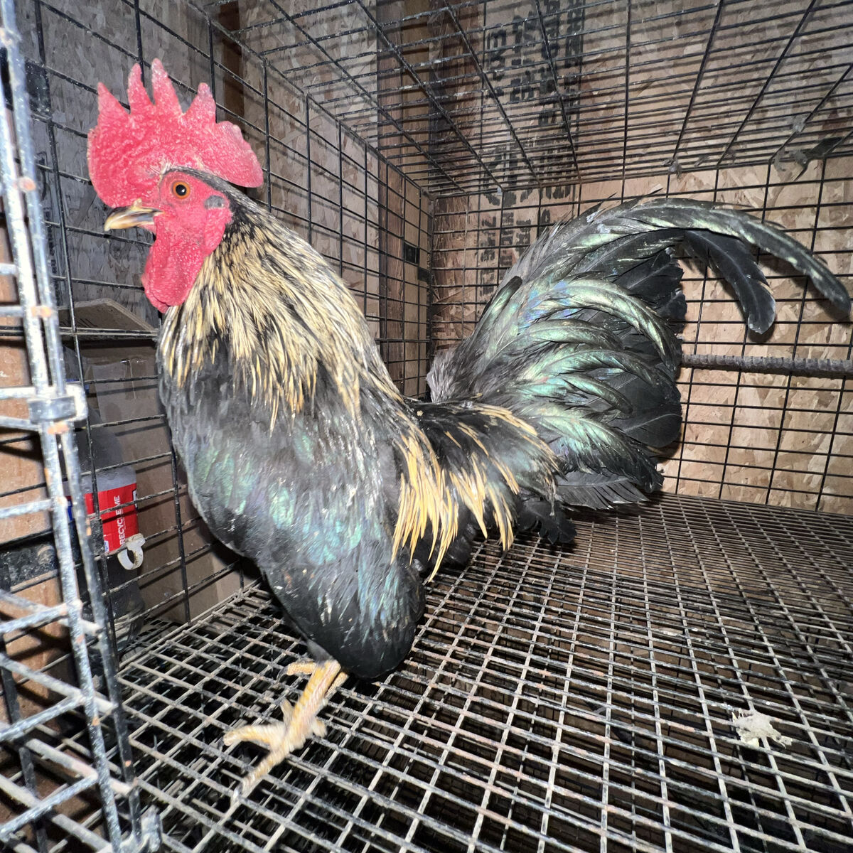 Kikiriki Rooster