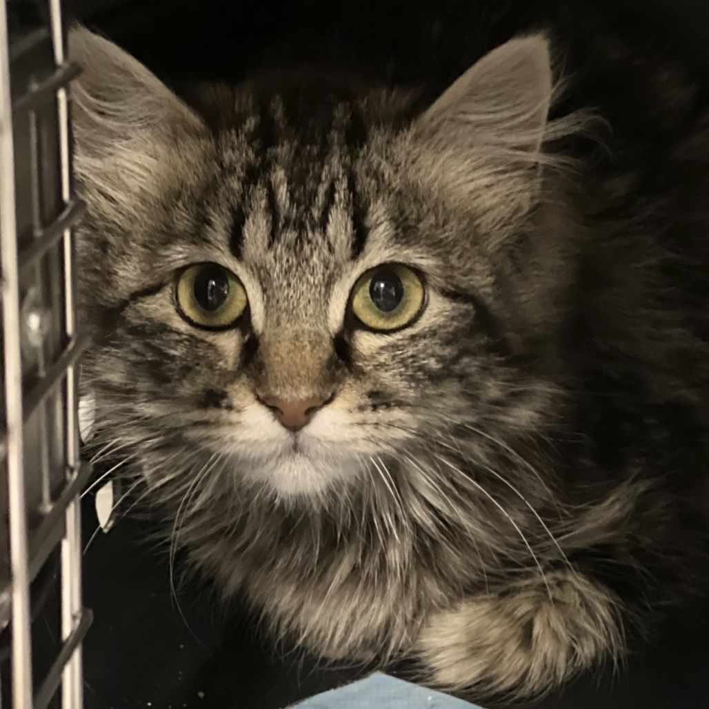 Hello my name is Matisse