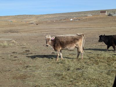 Cows / Beef for sale