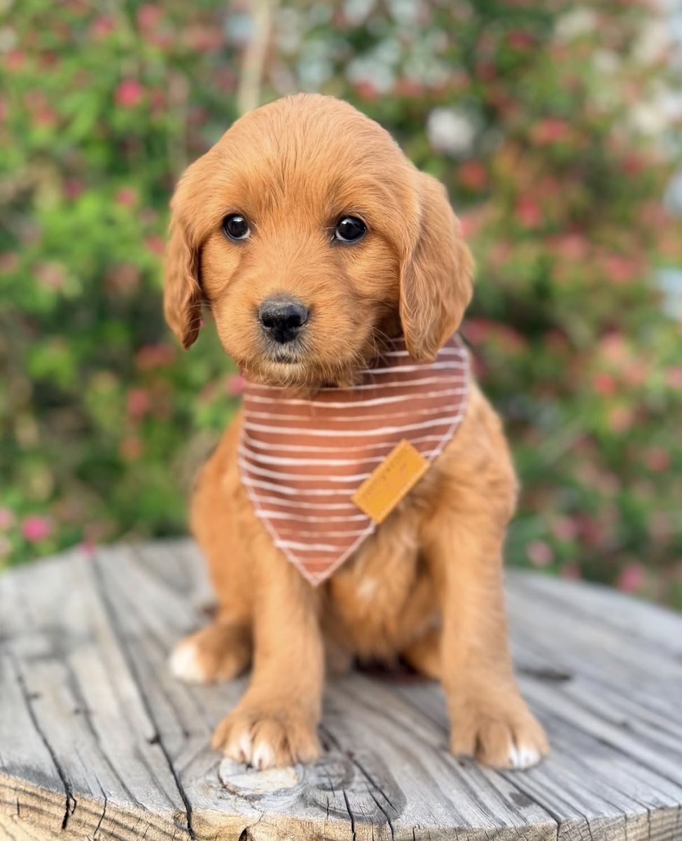 Ultra Mini Goldendoodles Golden Retriever x Poodle