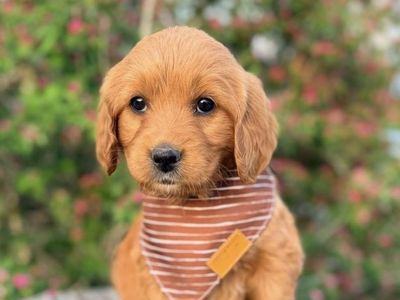 Ultra Mini Goldendoodles Golden Retriever x Poodle