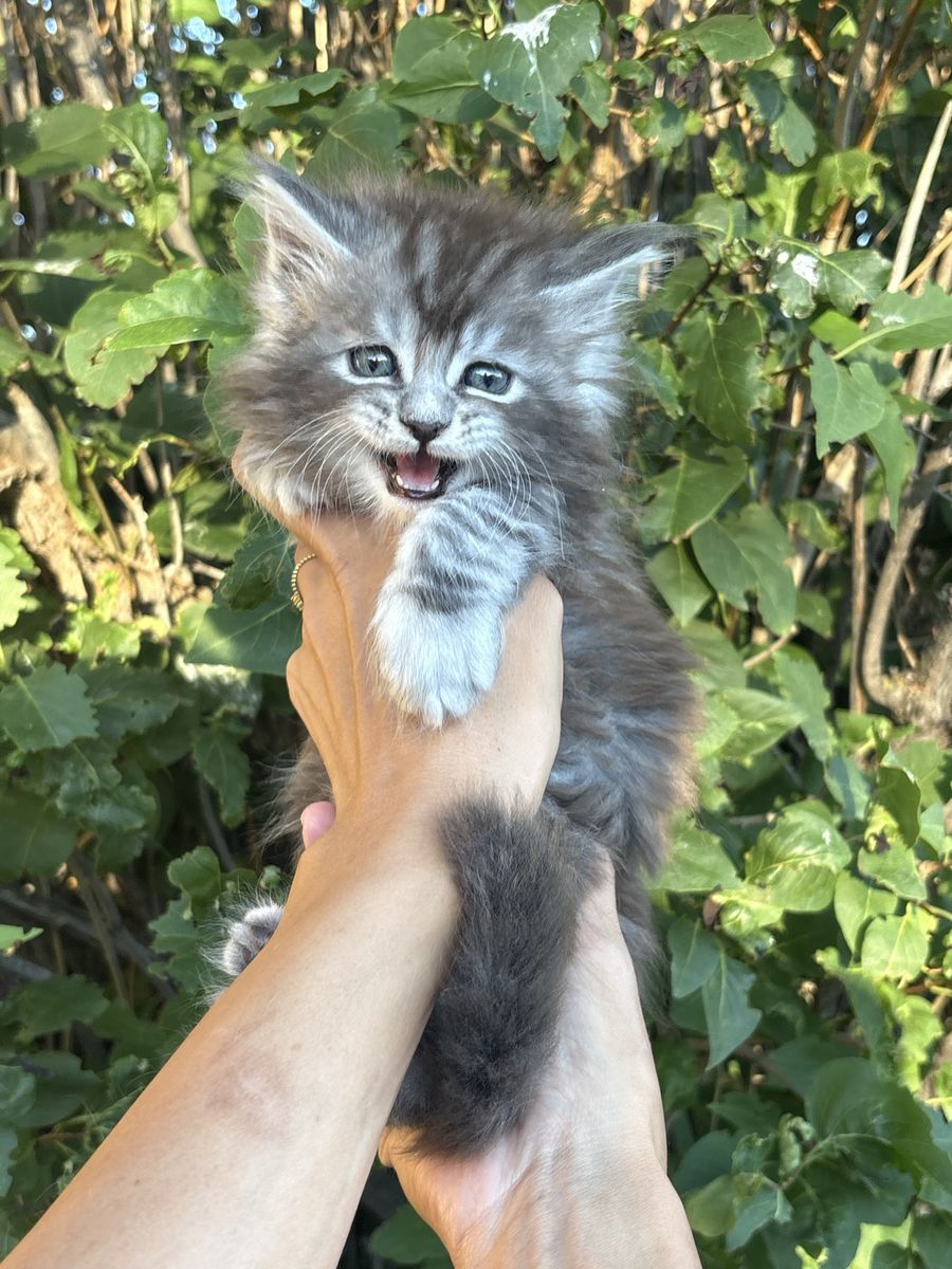 European Maine coon kittens