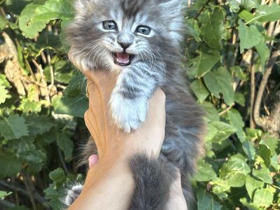 European Maine coon kittens