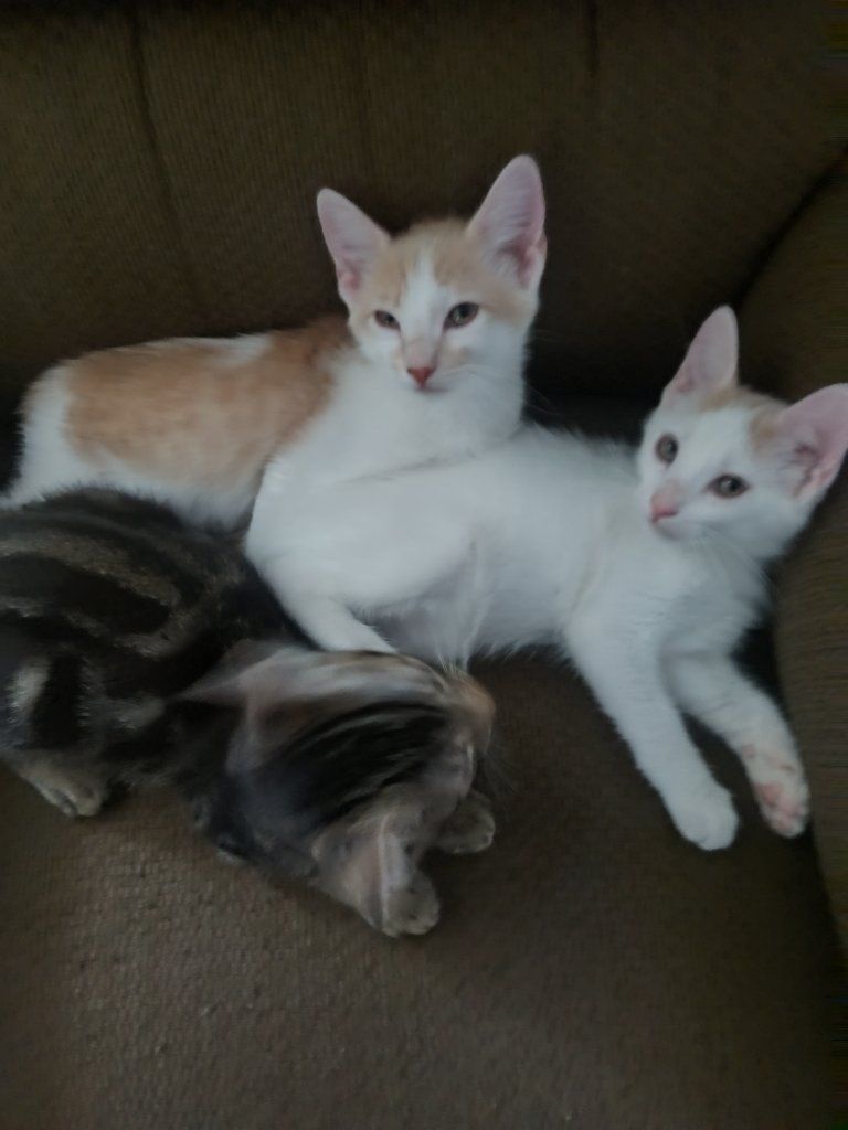 Adorable Kitten Trio - Ready for Adoption