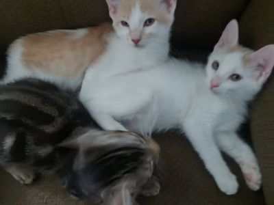 Adorable Kitten Trio - Ready for Adoption