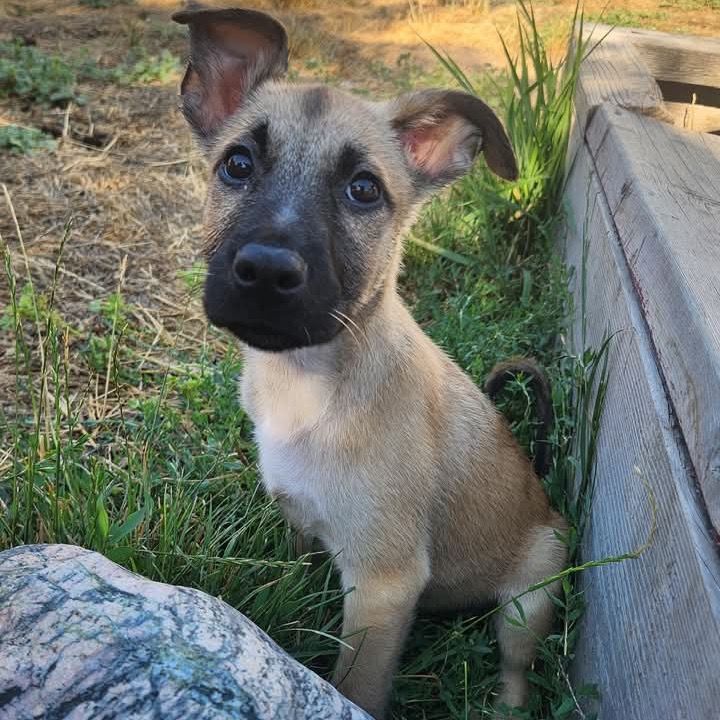 Hello my name is Atlas
