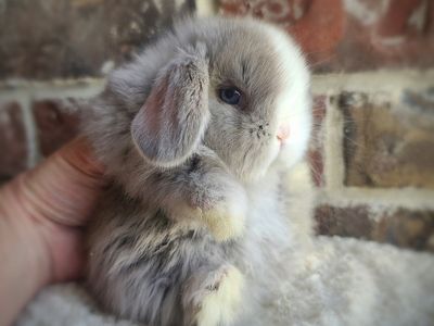 Beautiful Holland Lops