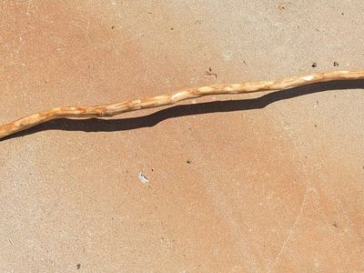 Hand-carved Natural Wood Walking Stick with Forked Top - Unique Design