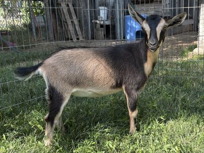 Nigerian Dwarf goats for sale
