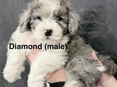 Tiny Blue Eye Bernedoodles