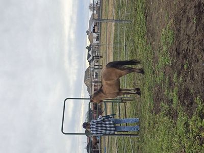 3 yr old Registered Bay Dun Shetland Pony Colt