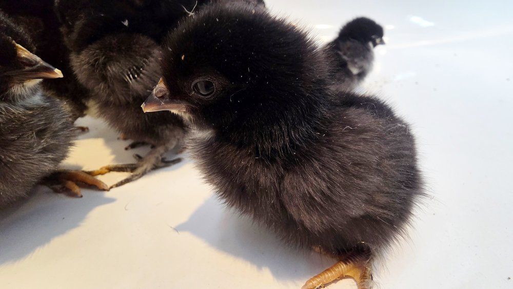 black copper marans