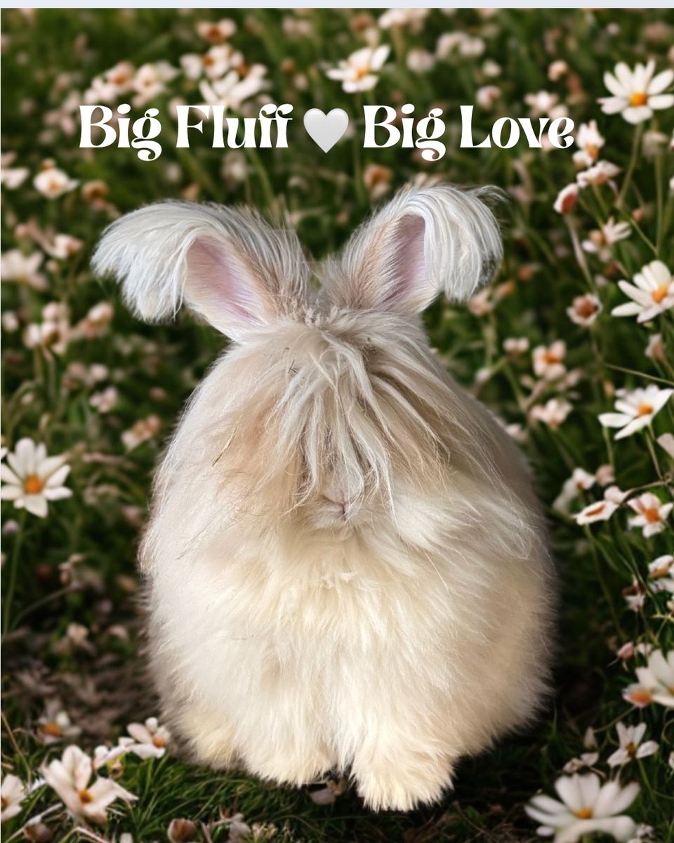 English Angora bunnies