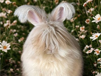 English Angora bunnies