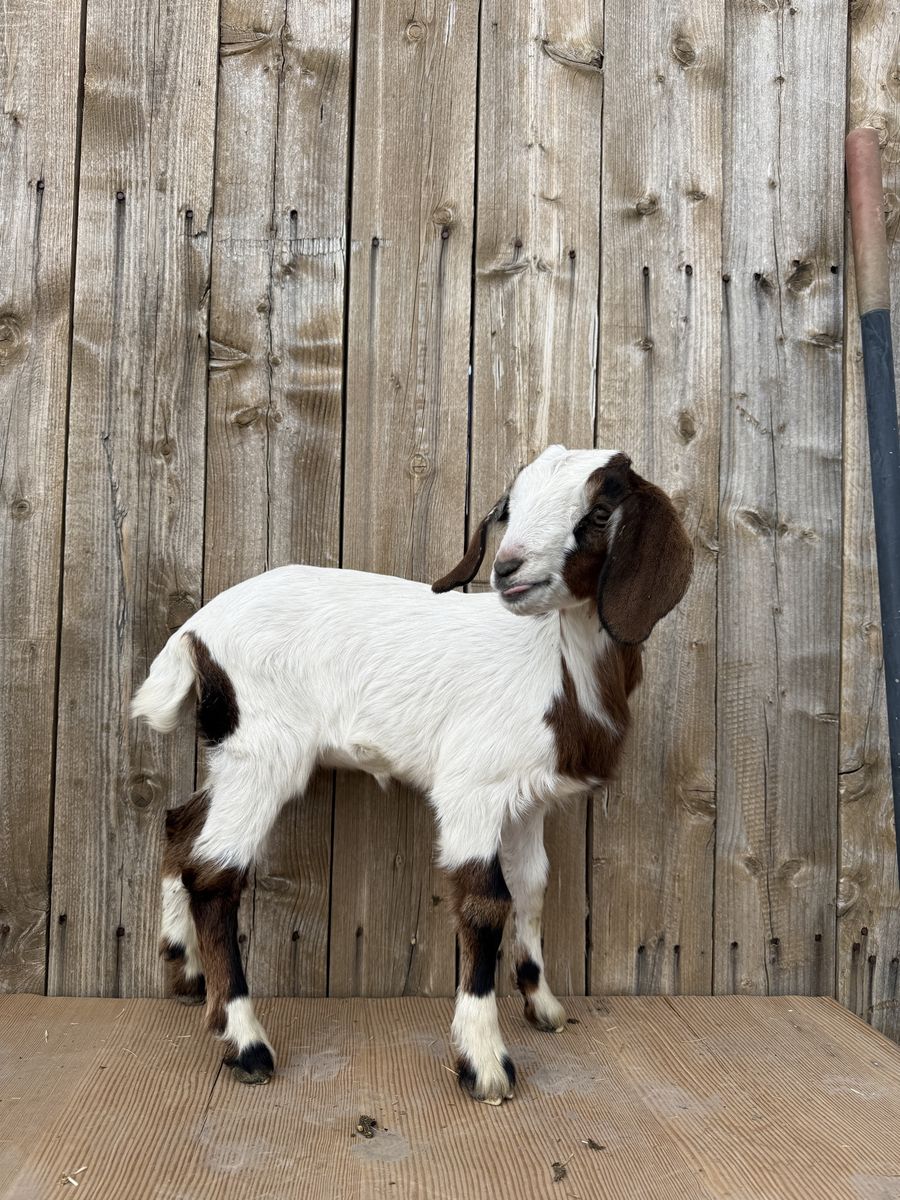 Sweet 1/2 Boer 1/2 Nubian Doeling