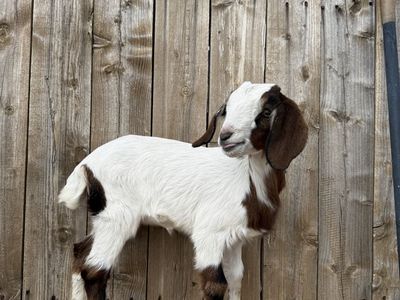 Sweet 1/2 Boer 1/2 Nubian Doeling