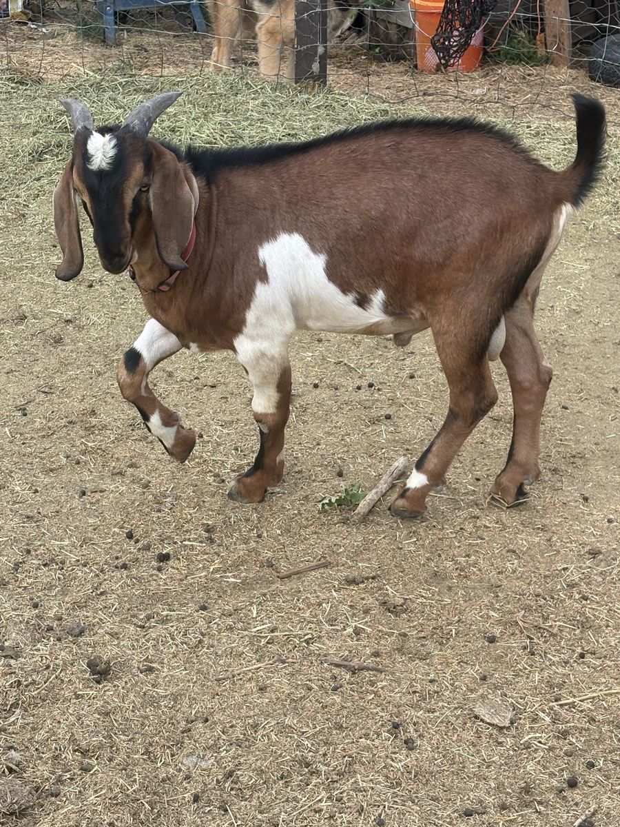 Male Nubian Goat for breeding/farm