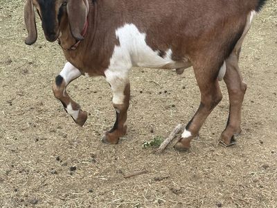 Male Nubian Goat for breeding/farm
