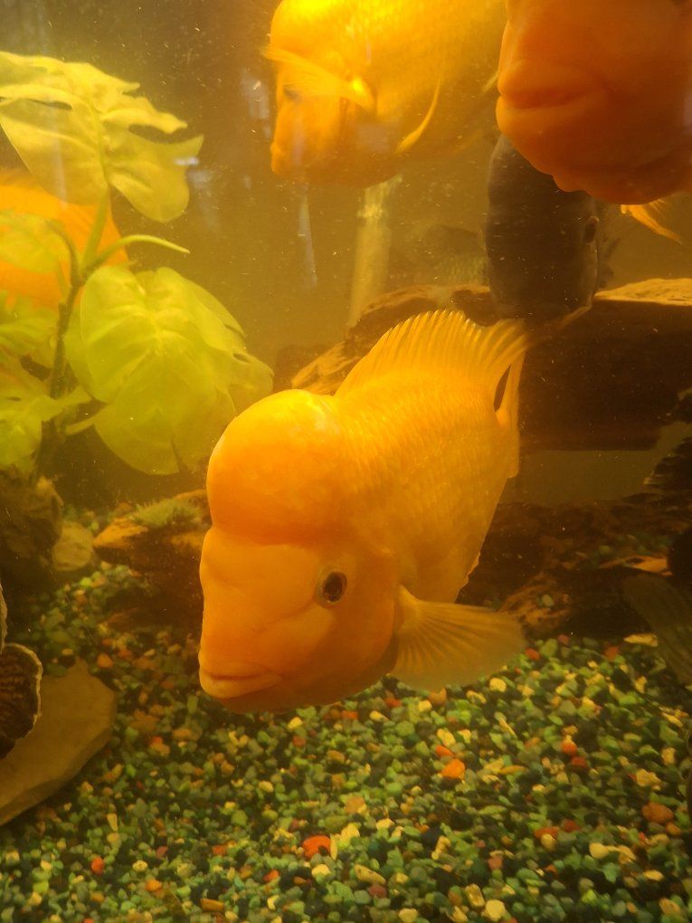 Midas Cichlids