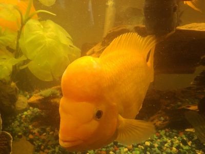 Midas Cichlids